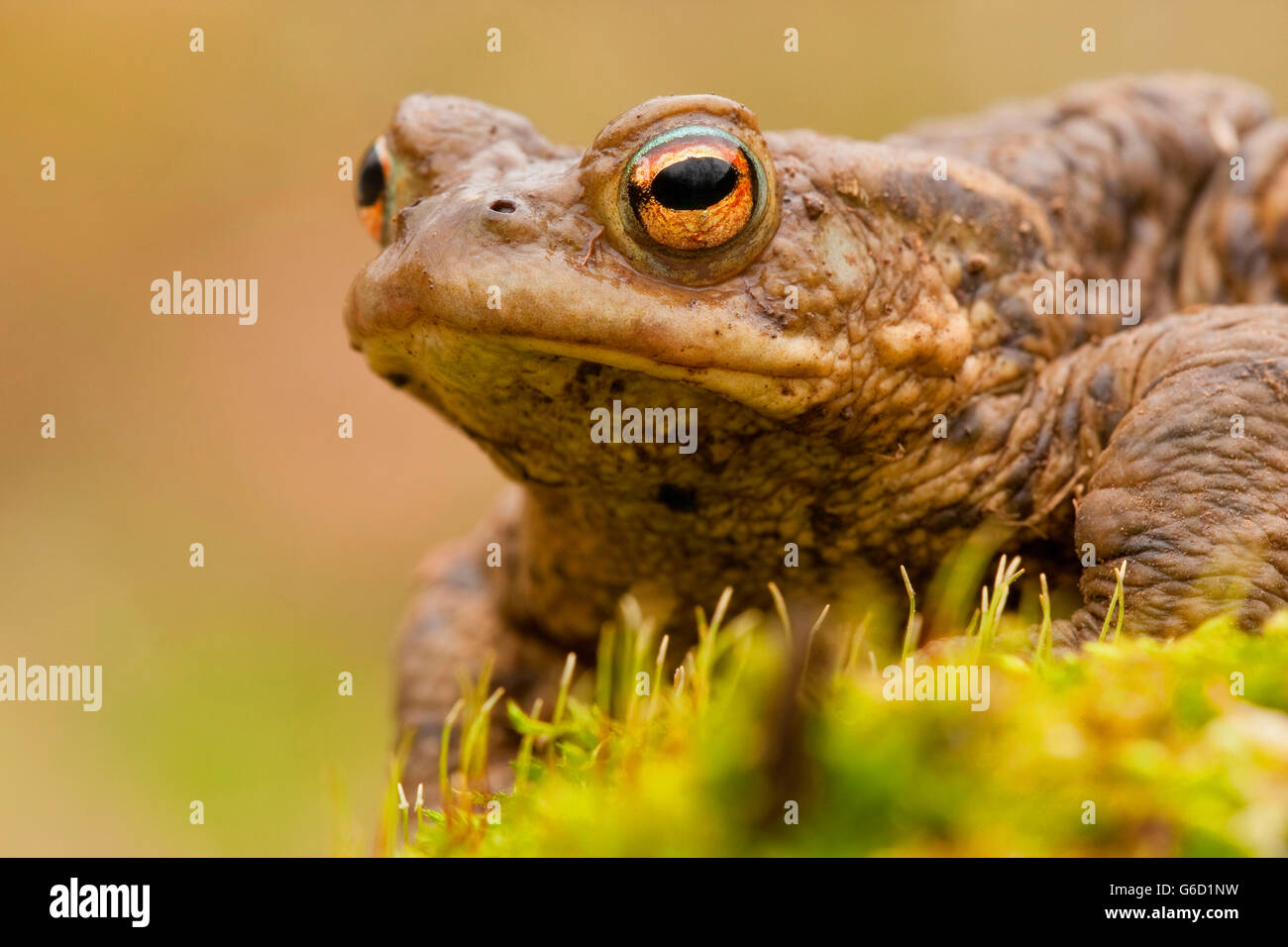 Crapaud commun, Allemagne / (Bufo bufo) Banque D'Images