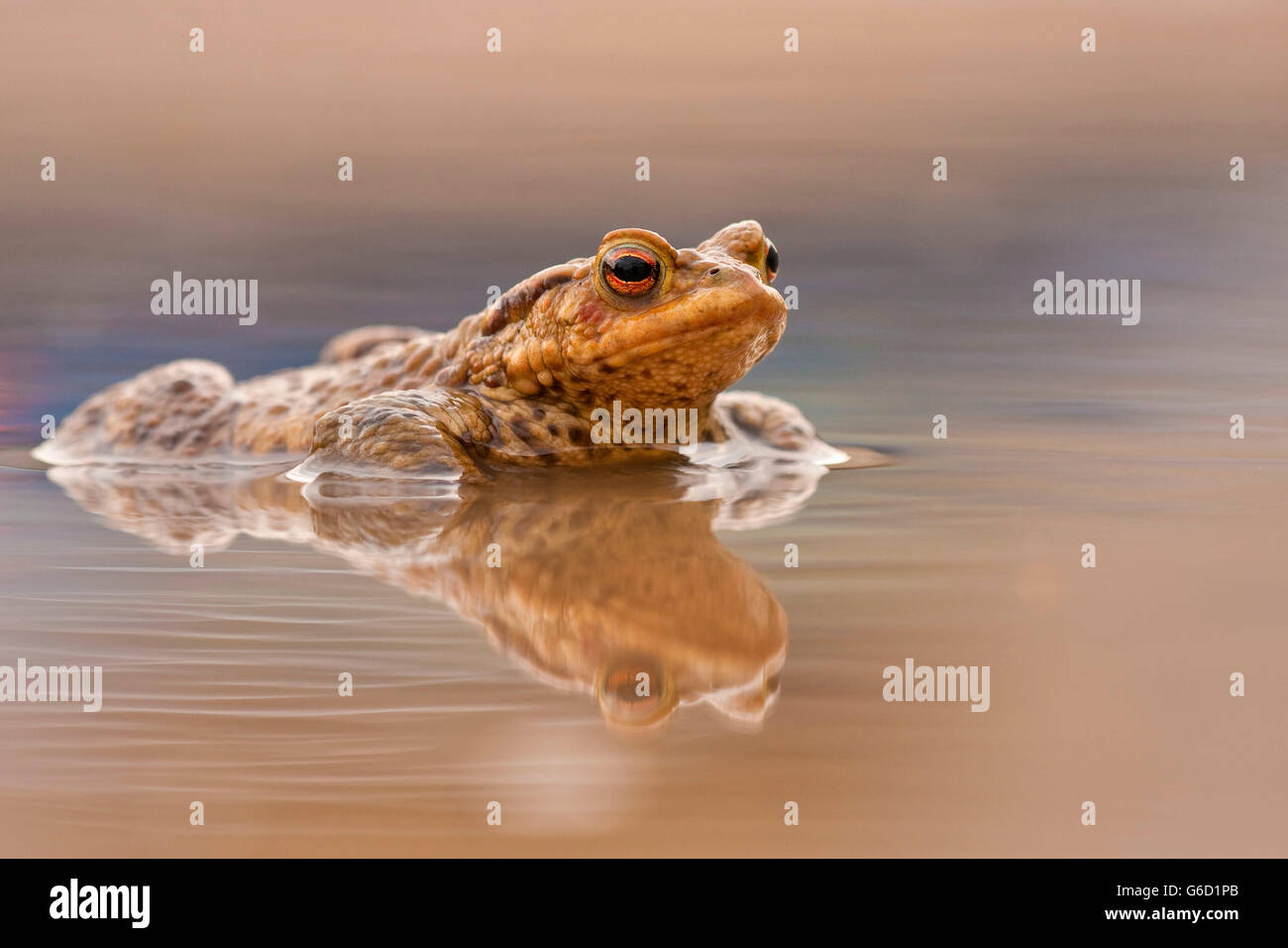 Crapaud commun, Allemagne / (Bufo bufo) Banque D'Images