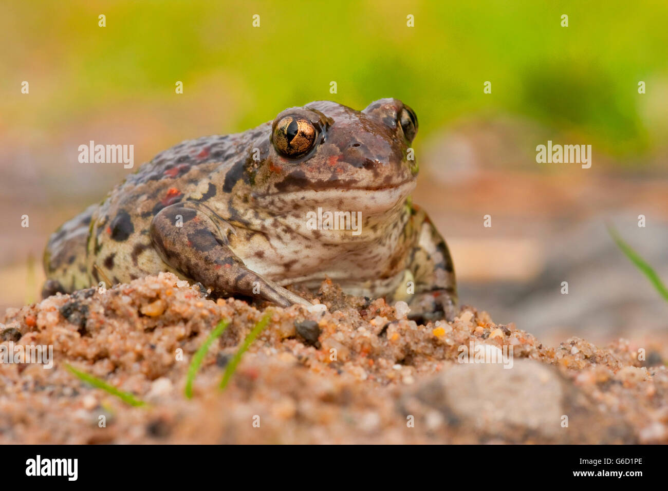 Crapaud commun, Allemagne / (Pelobates fuscus) Banque D'Images