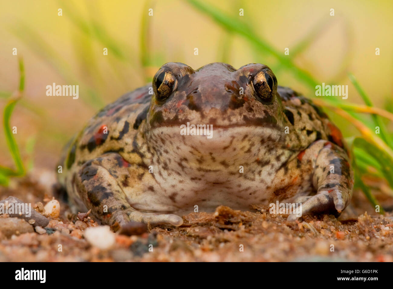 Crapaud commun, Allemagne / (Pelobates fuscus) Banque D'Images