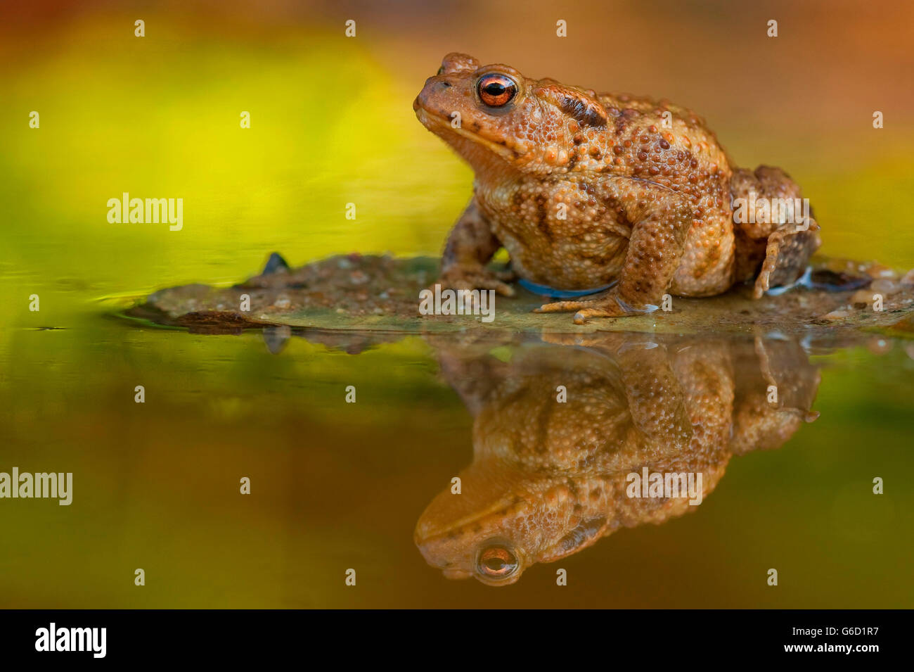 Crapaud commun, Allemagne / (Bufo bufo) Banque D'Images