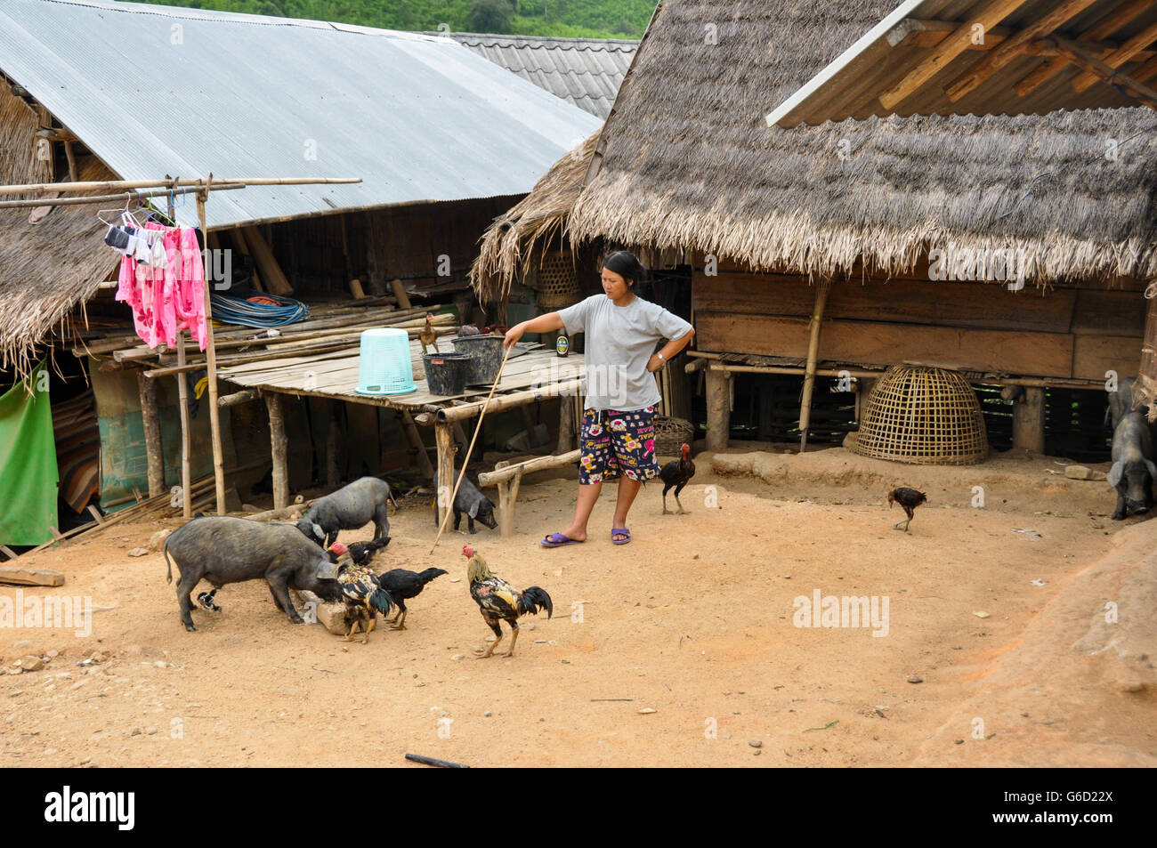 Alimentation des porcs et des poulets femme en Thaïlande village des tribus des collines Banque D'Images