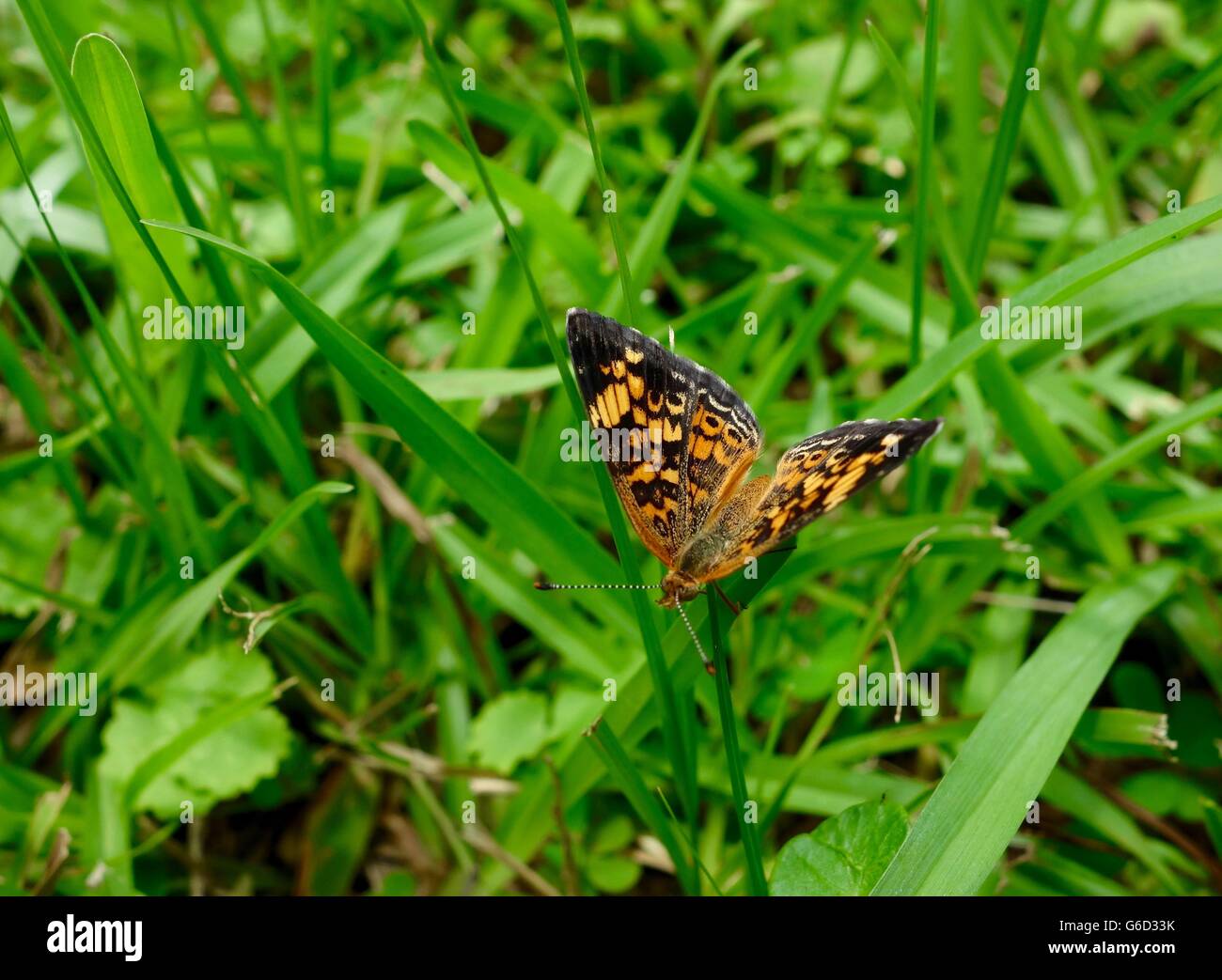 Close up d'une orange papillon monarque, avec l'accent sur des ailes. Banque D'Images