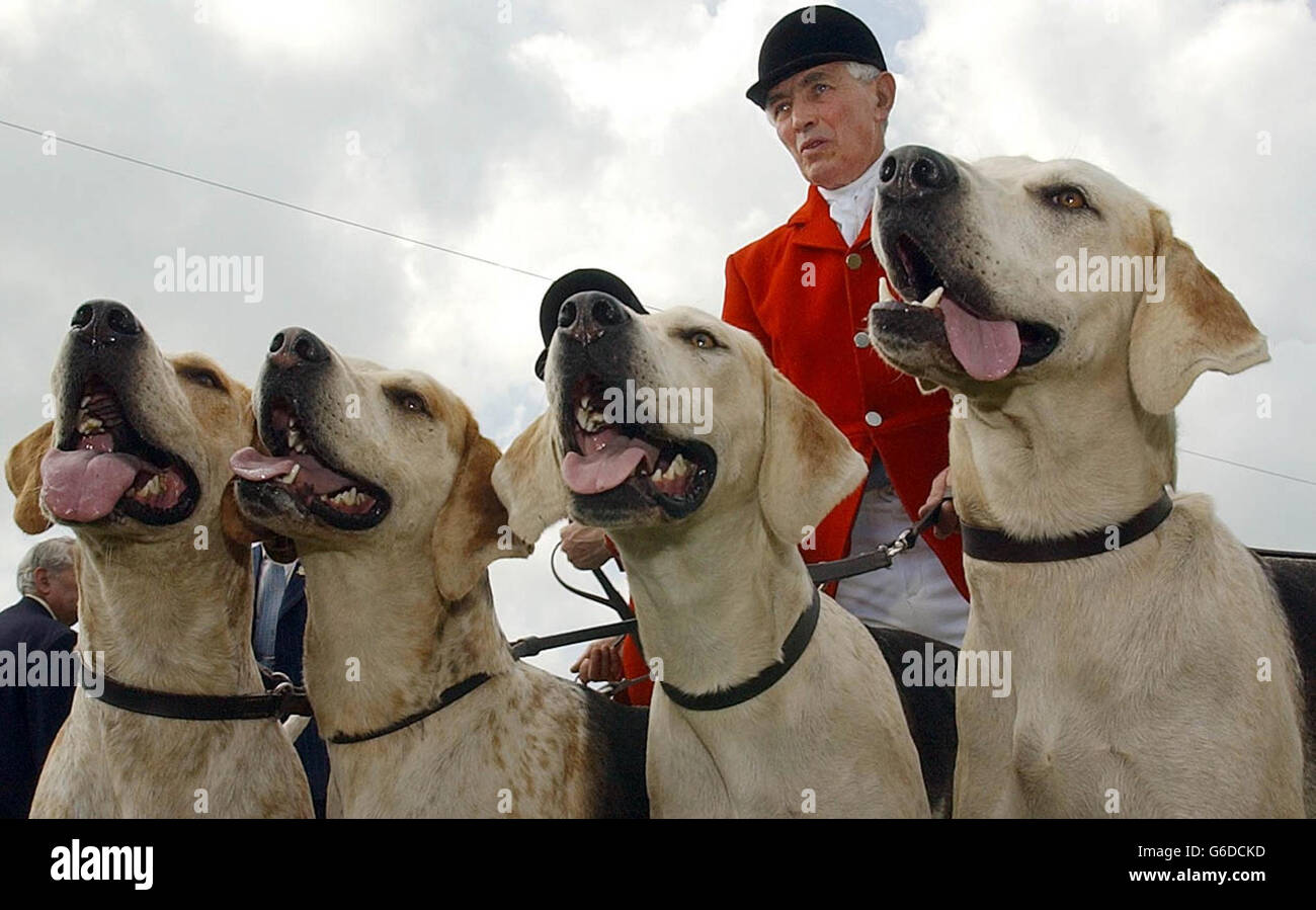 Jugement de classe Hound.Un huntsman se tient avec ses chiens au Great Yorkshire Show à Harrogate. Banque D'Images