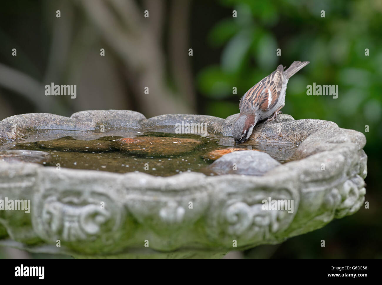 Moineau domestique mâle, Passer domesticus des boissons du birdbath. Uk Banque D'Images