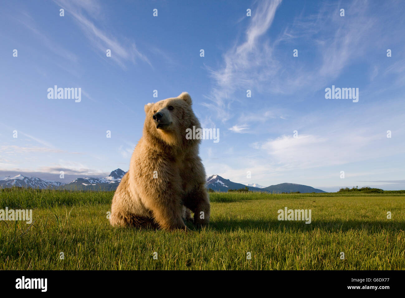 USA, Alaska, Katmai National Park, l'ours brun (Ursus arctos) standing in meadow le long de Hallo Bay au coucher du soleil Banque D'Images