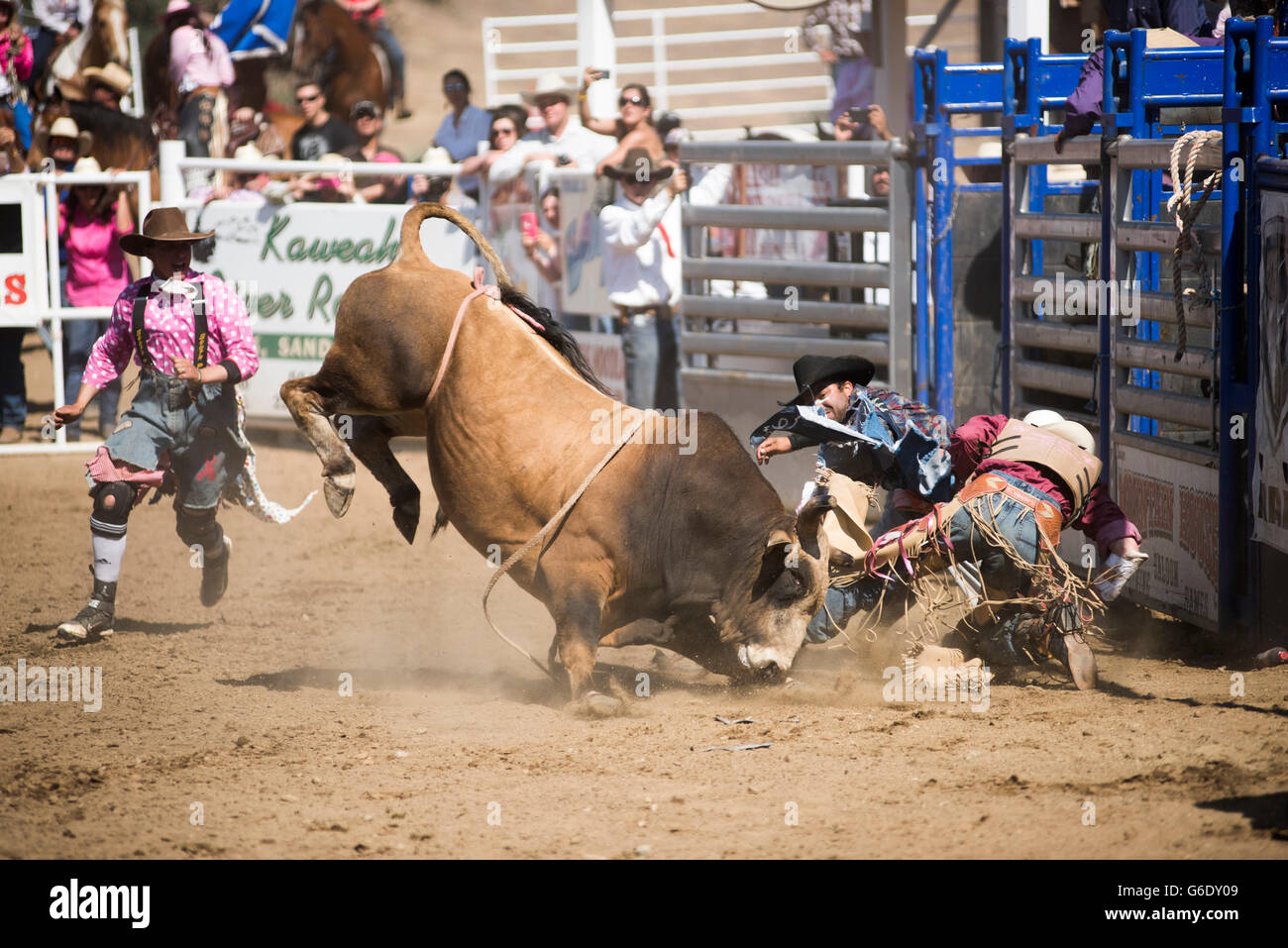 Torero rodeo clowns tente de détourner un taureau que son cavalier n'est au sol à l'Woodlake Lions in Woodlake, en Californie le 10 mai 2015. Banque D'Images