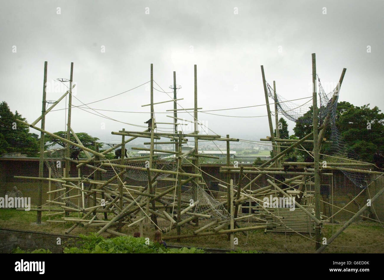 Zoo d'Édimbourg - Boîtier de chimpanzé Banque D'Images