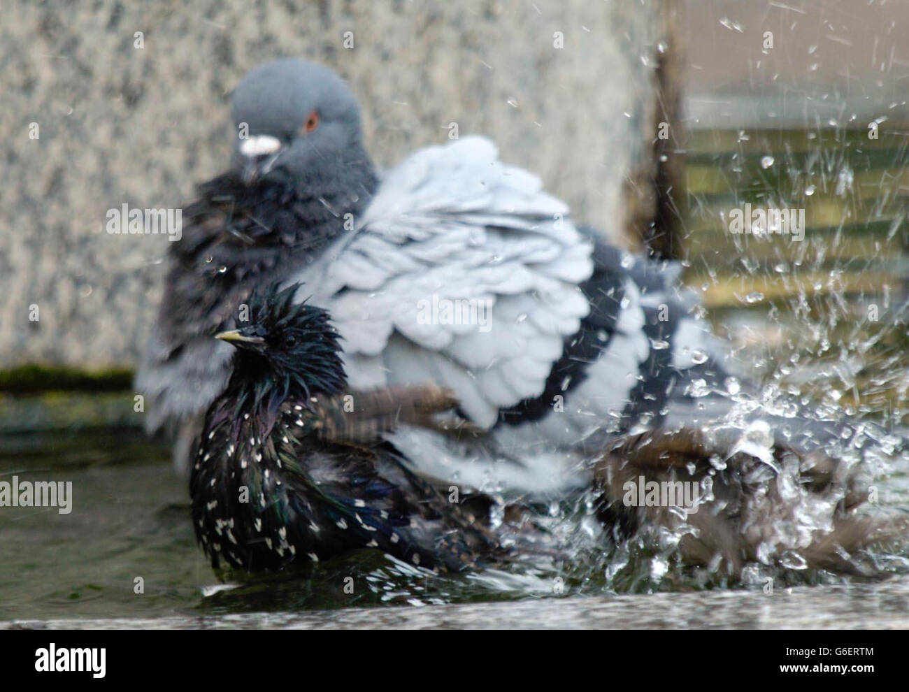 Les oiseaux se rafraîchissez dans une fontaine de Kensington Gardens, dans le centre de Londres. Selon les experts météorologiques, la chaleur estivale s'est accrue et les températures devraient augmenter progressivement avant d'atteindre des sommets records. *... Les personnes en quête de soleil seront réticentes à revenir au travail, car les prévisionnistes prédisent les températures les plus chaudes de l’année jusqu’à présent au point culminant d’une mini vague de chaleur. Banque D'Images