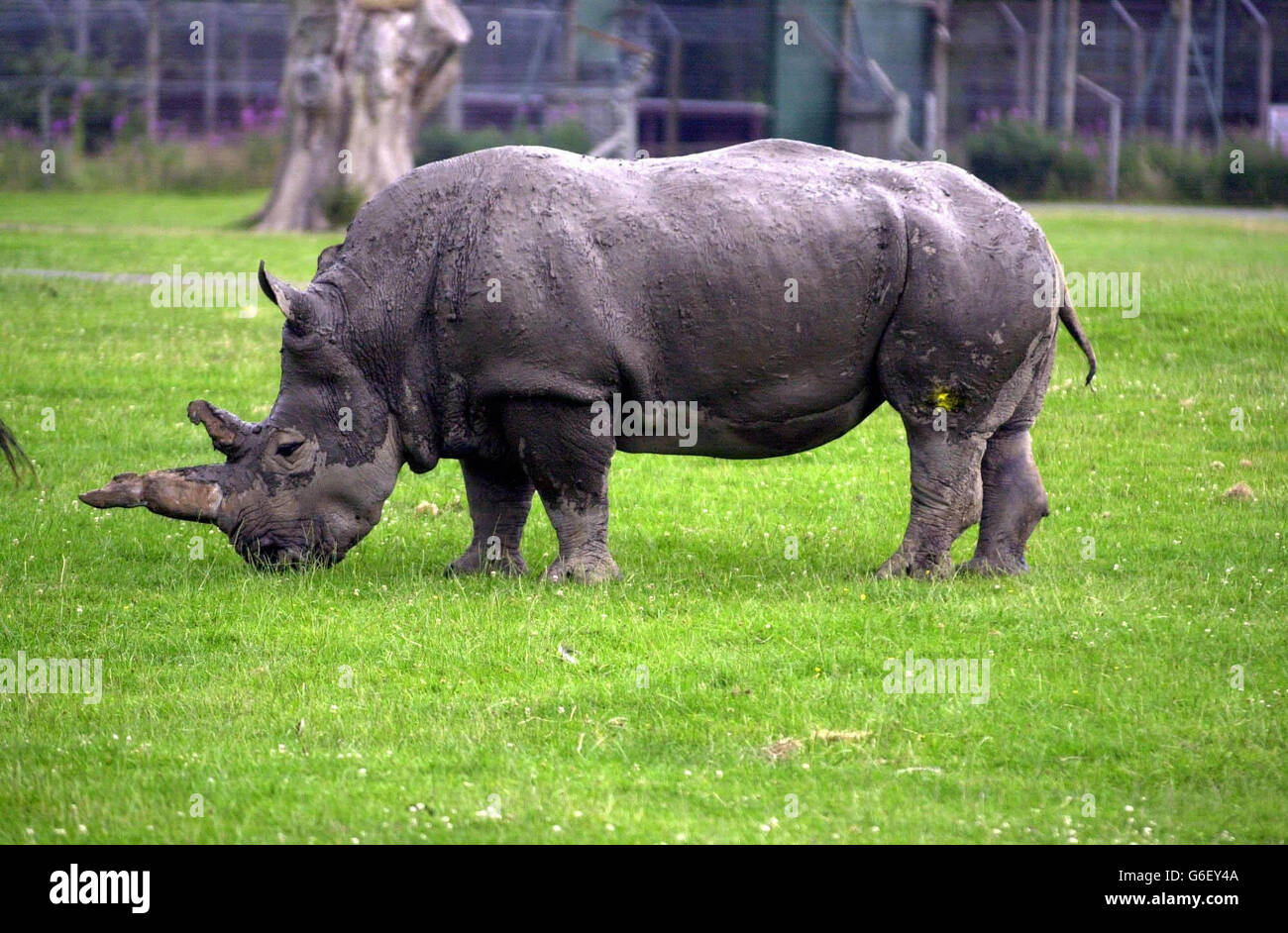 Les gardiens d'un parc de safari offrent à la main des traitements de boue de rhinocéros malades car il est trop malade pour se promener seul.La décision d'administrer le soin de beauté quotidien à Alice, âgée de 38 ans, a été prise après que son arthrite s'est détériorée.* mais le personnel de Blair Drummond Safari Park, près de Stirling, a dit que la peau du rhinocéros blanc s'est énormément améliorée depuis son premier pack de boue tout-en-un il y a trois mois. Banque D'Images