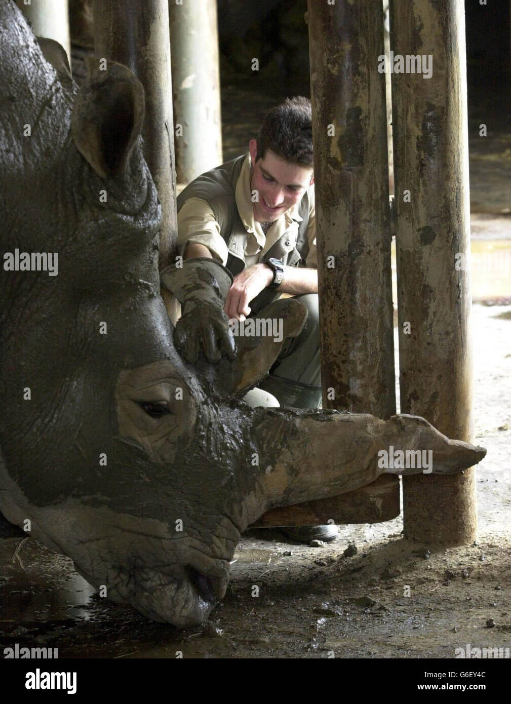 Le gardien de rhinocéros Ben Houston donne à Alice, 38 ans, des traitements de boue à la main car elle est trop malade pour rouler tout seul.Il est apparu que les gardiens donnent des traitements malades Alice après que son arthrite s'est détériorée.* le personnel de Blair Drummond Safari Park, près de Stirling, a dit que la peau de White Rhino s'est améliorée immensément depuis son premier pack de boue tout-sur trois mois il y a. Banque D'Images