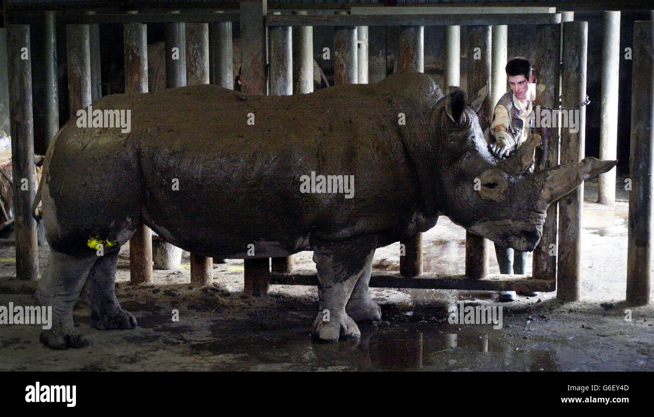 Le gardien de rhinocéros Ben Houston donne à Alice, 38 ans, des traitements de boue à la main car elle est trop malade pour rouler tout seul. Il est apparu que les gardiens d'un parc de safari donnent des traitements malades à Alice après que son arthrite s'est détériorée. * le personnel de Blair Drummond Safari Park, près de Stirling, a dit que la peau de White Rhino s'est améliorée immensément depuis son premier pack de boue tout-sur trois mois il y a. Banque D'Images