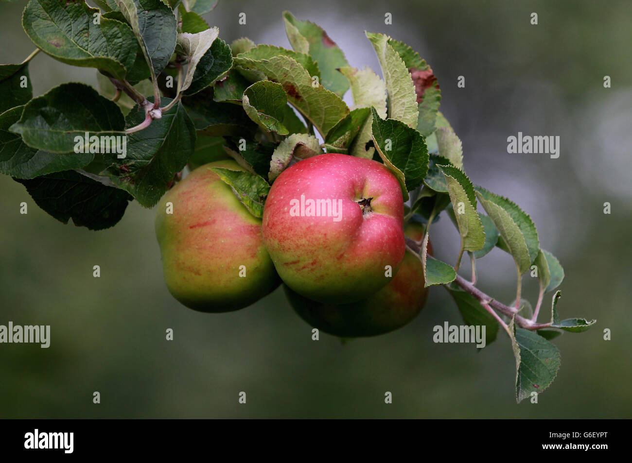 Les pommes sur les arbres dans les vergers de Perry court Farm près d'Ashford, dans le Kent, comme un printemps humide et un été chaud, ont fait de la Grande-Bretagne la meilleure saison de récolte depuis de nombreuses années. APPUYEZ SUR ASSOCIATION photo. Date de la photo: Vendredi 27 septembre 24, 2013. Le crédit photo devrait se lire comme suit : Gareth Fuller/PA Wire Banque D'Images