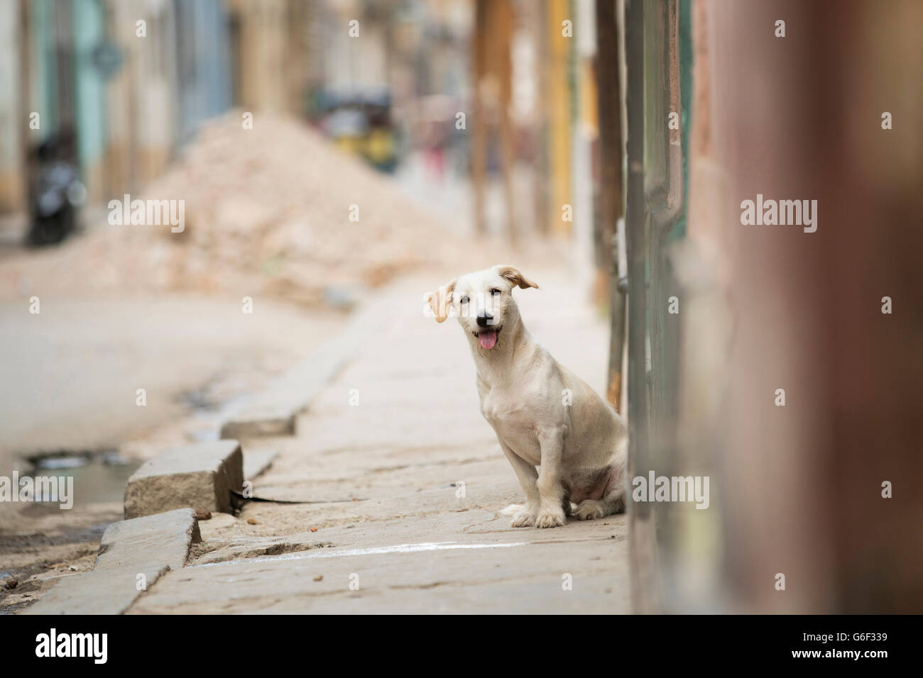 Chien dans la rue à La Havane, Cuba Banque D'Images