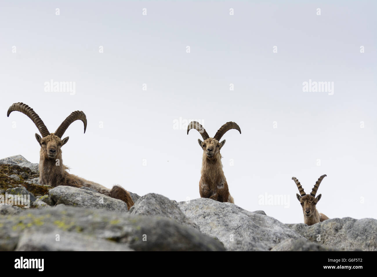 Troupeau de Bouquetin des Alpes (Capra ibex), Alpes, Mittersill, Autriche, Salzbourg, Nationalpark Hohe Tauern Banque D'Images