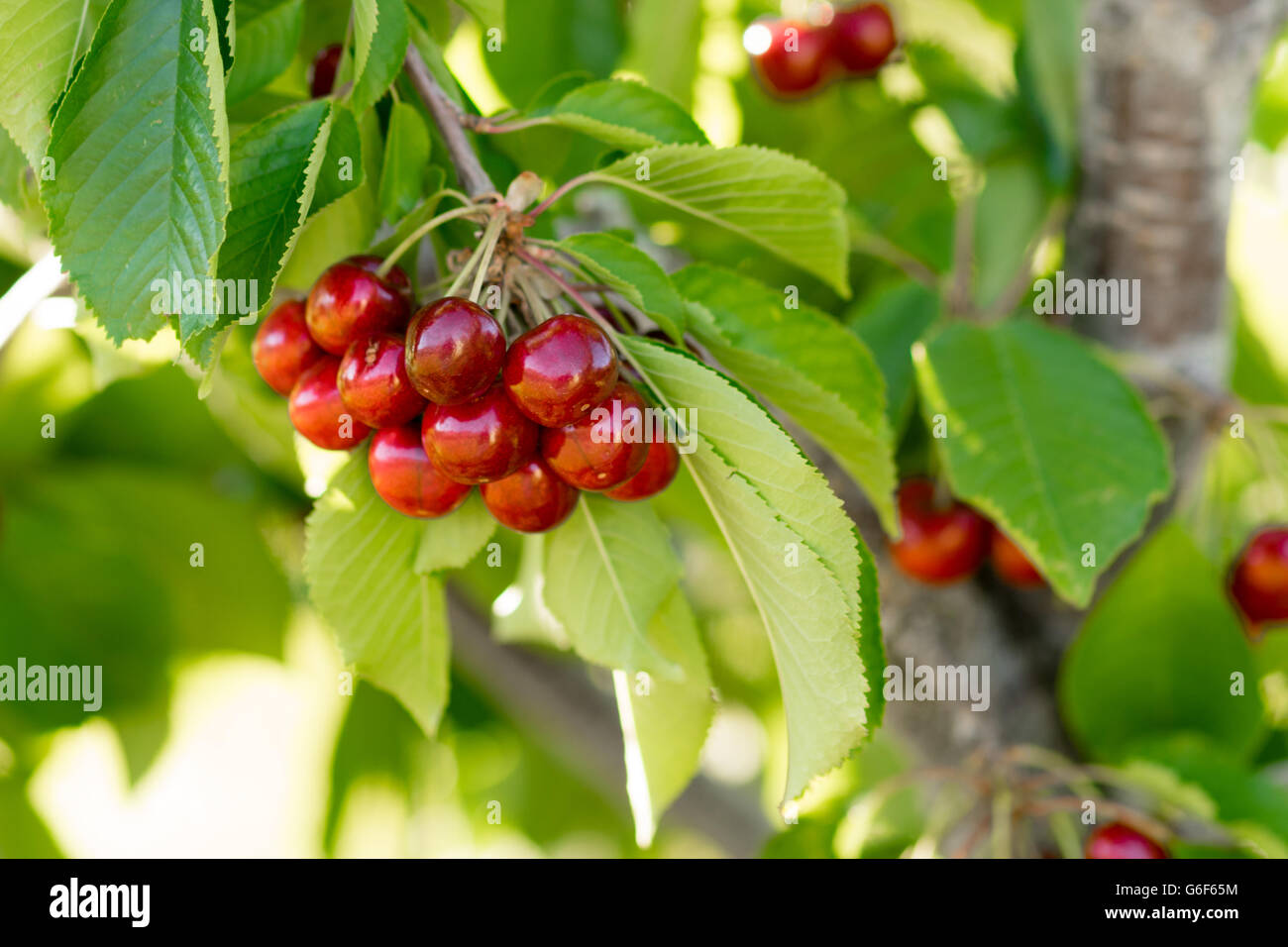 Farm Fresh Cherries fruit sucré vigne Tree Farm Agriculture Banque D'Images