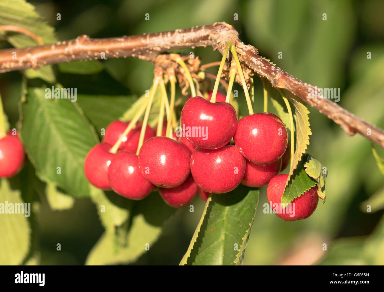 Farm Fresh Cherries fruit sucré vigne Tree Farm Agriculture Banque D'Images
