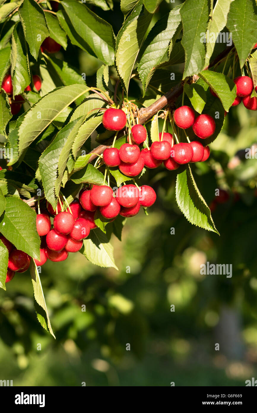 Farm Fresh Cherries fruit sucré vigne Tree Farm Agriculture Banque D'Images