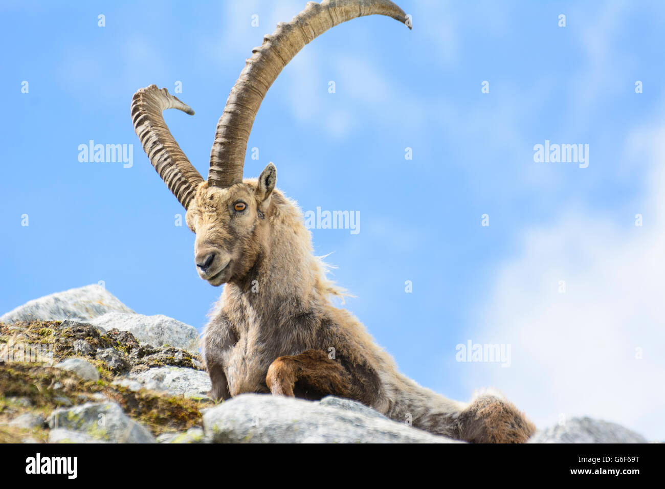 Bouquetin des Alpes (Capra ibex), Alpes, Mittersill, Autriche, Salzbourg, Nationalpark Hohe Tauern Banque D'Images