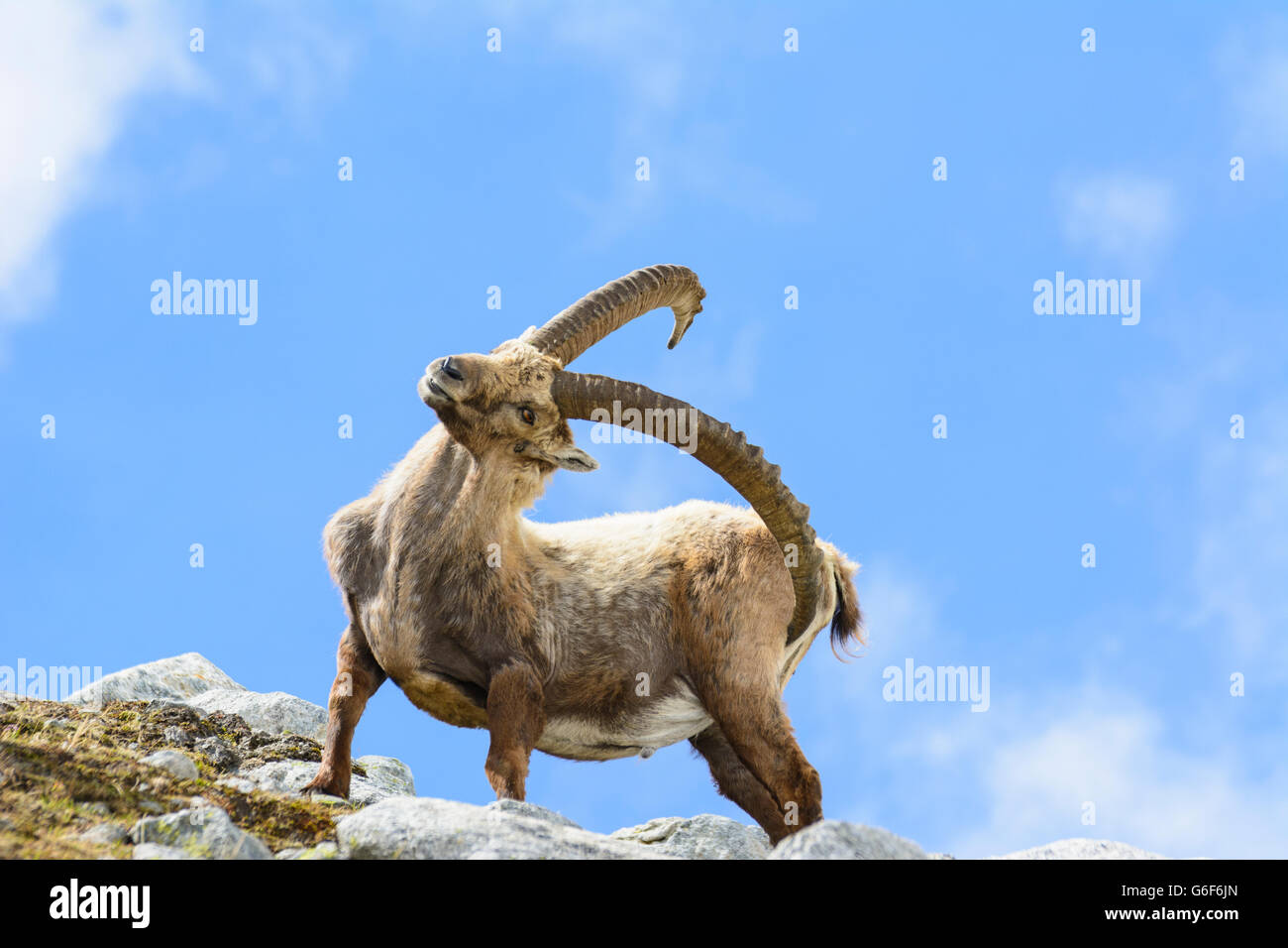 Bouquetin des Alpes (Capra ibex), Alpes, Mittersill, Autriche, Salzbourg, Nationalpark Hohe Tauern Banque D'Images