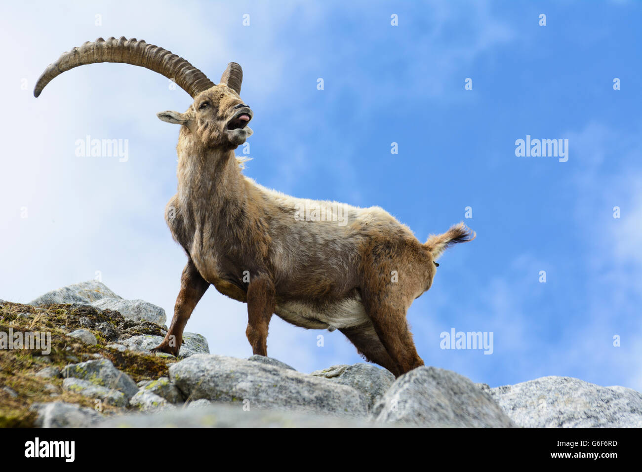 Bouquetin des Alpes (Capra ibex), Alpes, Mittersill, Autriche, Salzbourg, Nationalpark Hohe Tauern Banque D'Images
