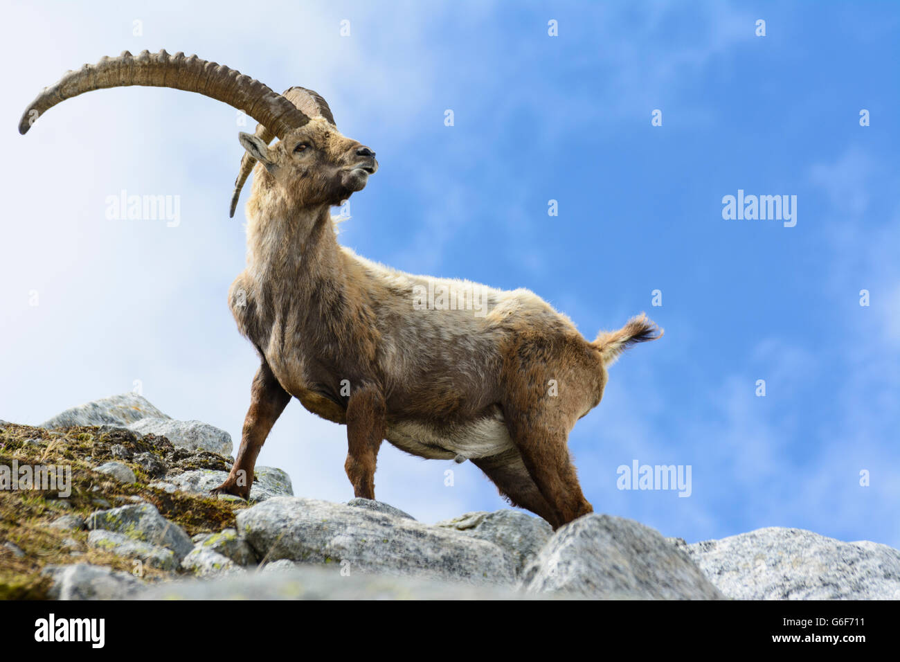 Bouquetin des Alpes (Capra ibex), Alpes, Mittersill, Autriche, Salzbourg, Nationalpark Hohe Tauern Banque D'Images