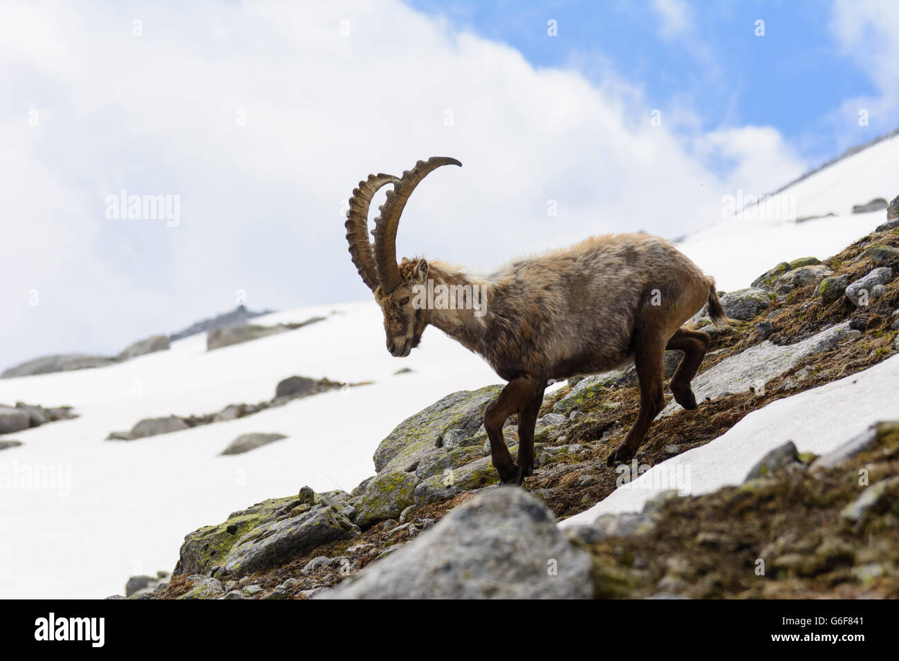 Bouquetin des Alpes (Capra ibex), Alpes, Mittersill, Autriche, Salzbourg, Nationalpark Hohe Tauern Banque D'Images