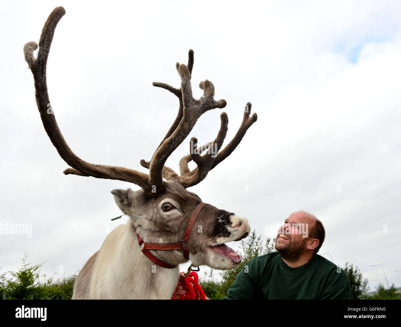 George Richardson, 42 ans, avec le renne Pancake, qui dirige Rent-a-renne à Cold Hesledon, dans le comté de Durham, et qui sera en voiture de 3,000 miles jusqu'au cercle arctique et de retour pour stimuler son troupeau dans la période qui a suivi Noël. Banque D'Images