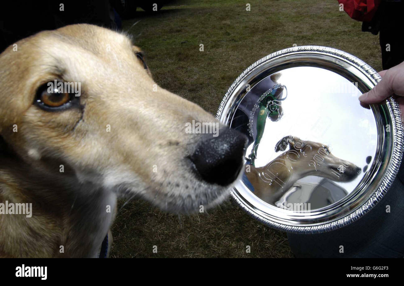 Des photos réconfortantes de chiens avant et après le refuge