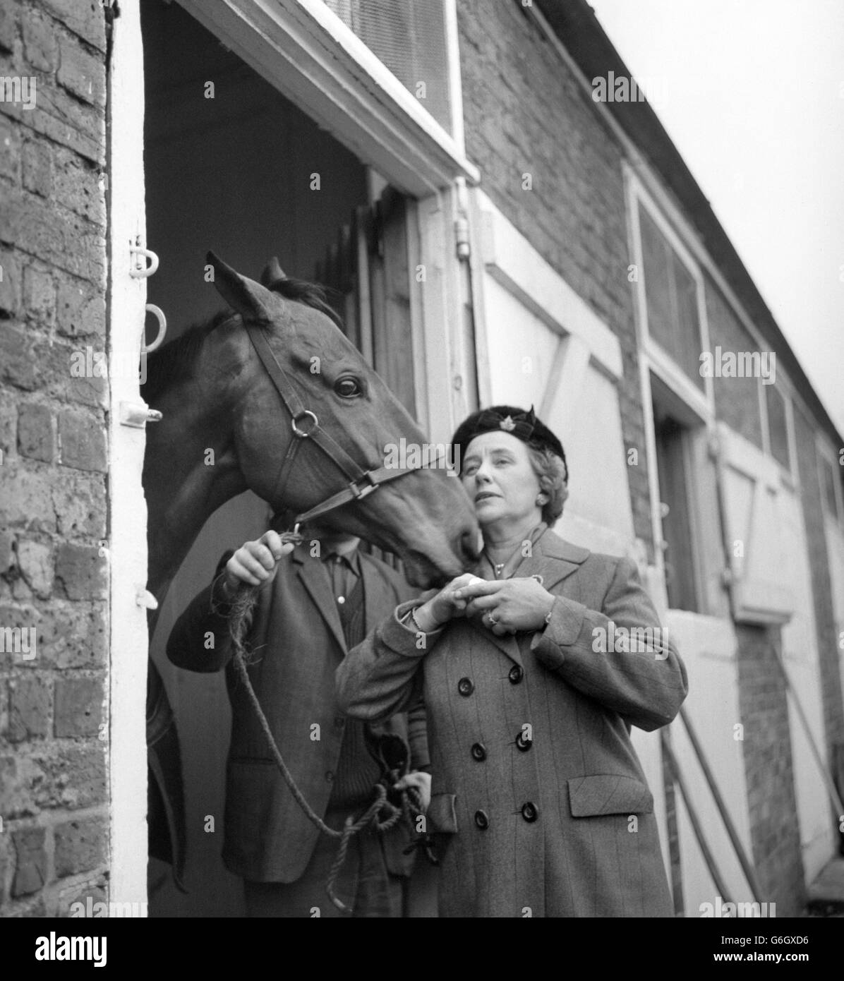 Anne, duchesse de Westminster, nourrit le sucre de son cheval Arkle dans l'écurie de l'hippodrome de Kempton Park. Le steeplechaser irlandais a subi une fracture osseuse dans la course d'hier. Banque D'Images