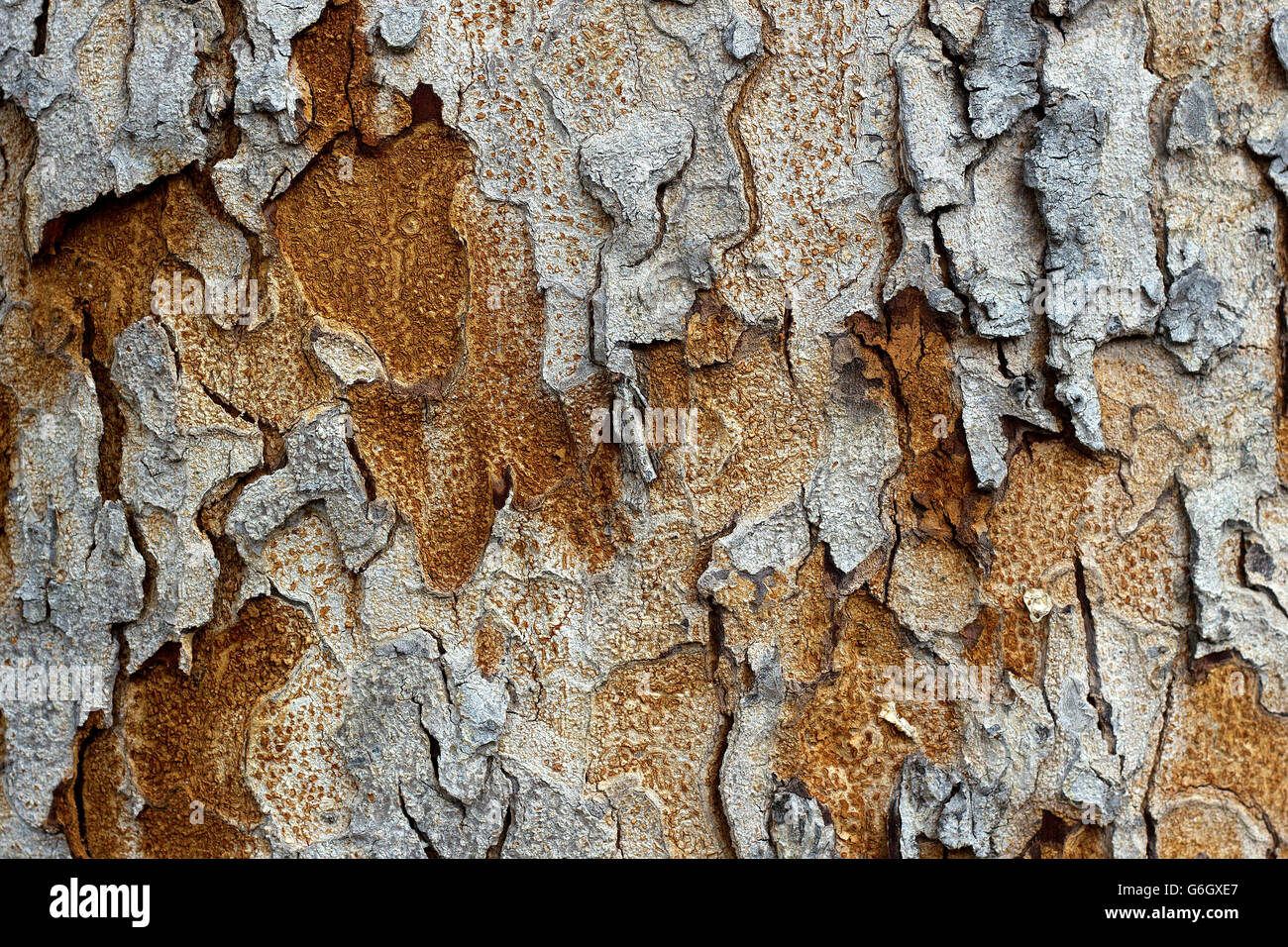 La Wood Tree Bark Texture Background Banque D'Images