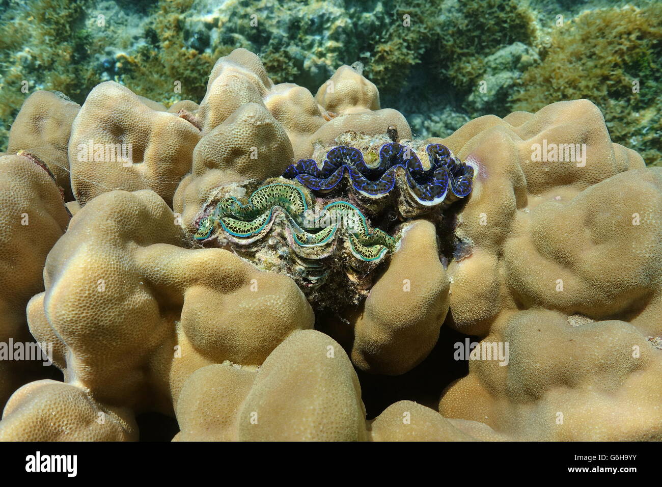 Deux maxima de bivalves marins palourdes, Tridacna maxima, incrustés dans le corail, l'océan Pacifique, l'île de Maupiti, Polynésie française Banque D'Images