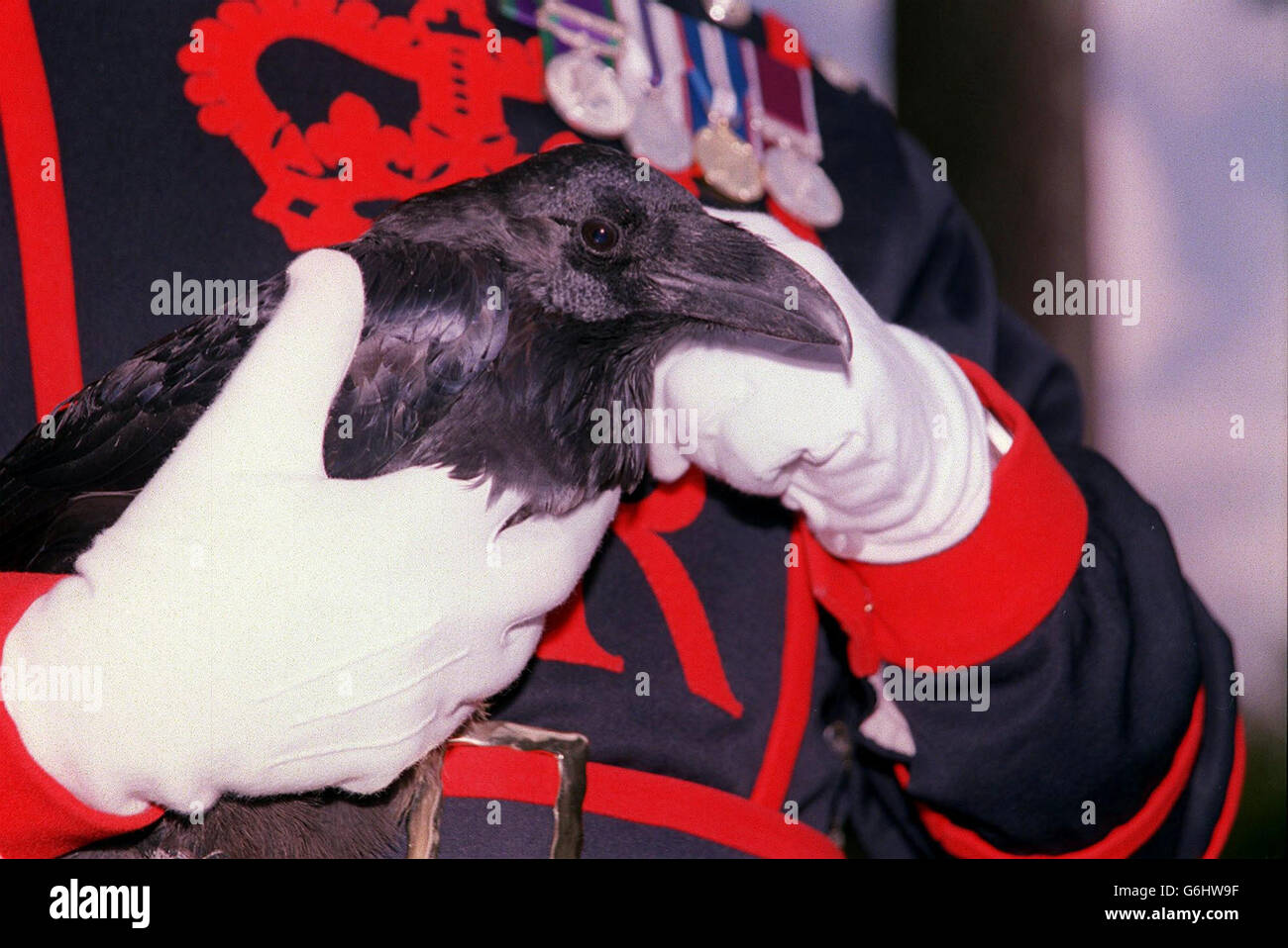 Le maître de corbeau de Yeoman Derrick Coyle, tient Branwen, le plus récent ajout aux corbeaux de la Tour de Londres, après une cérémonie officielle de désignation. Branwen était le nom choisi par la gagnante du concours Blue Peter, Jenny Berkeley, 13 ans, du Suffolk après que l'oiseau a été trouvé avec une aile cassée par la famille Unite d'Anglesey et a été emmené à la Tour pour rejoindre les 7 Ravens déjà gardés là. Banque D'Images