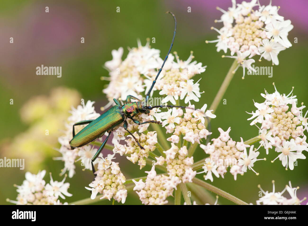 Coléoptère de musc, Allemagne / (Aromia moschata) Banque D'Images