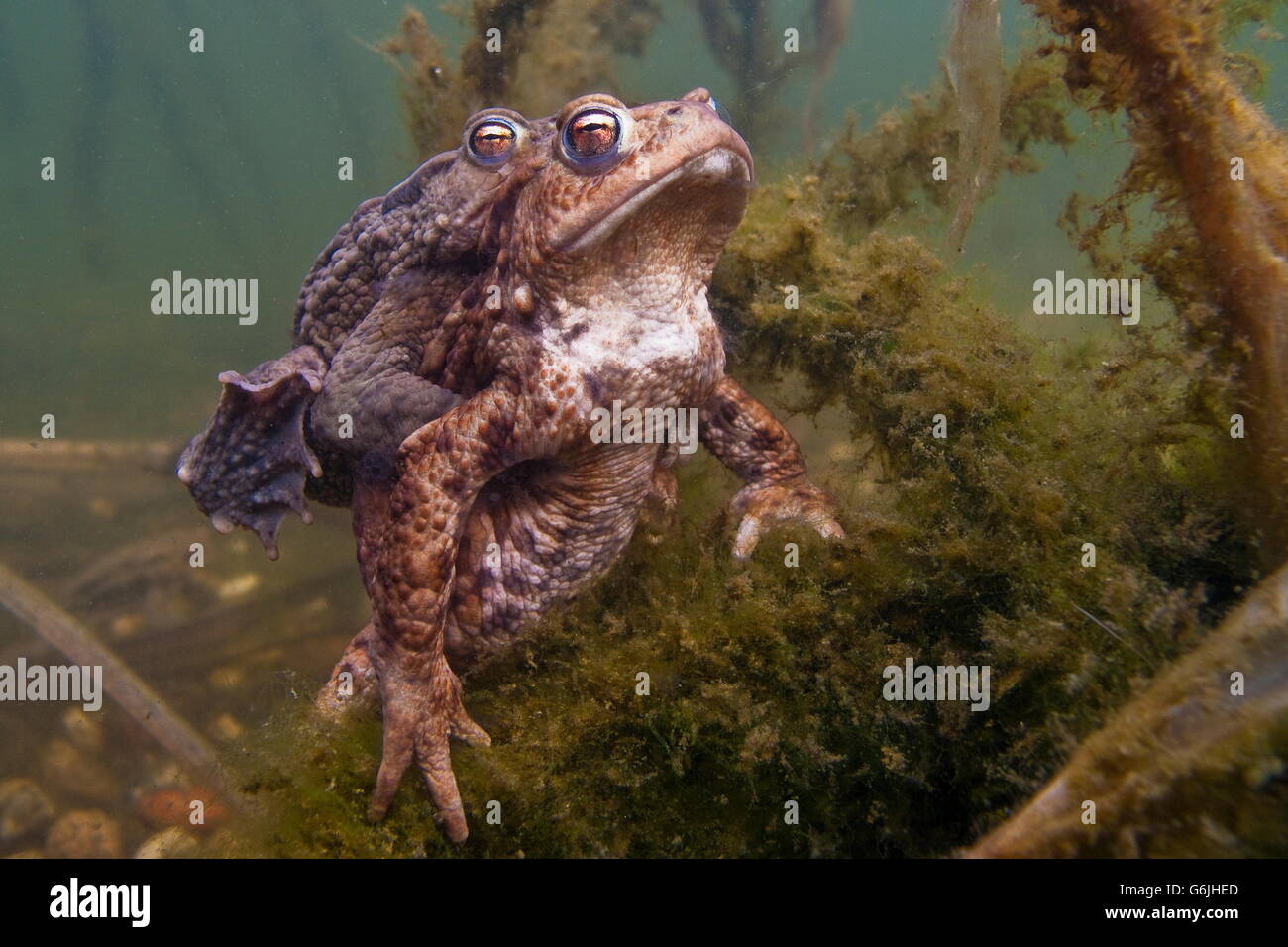 Crapauds Matures Banque d'image et photos - Alamy