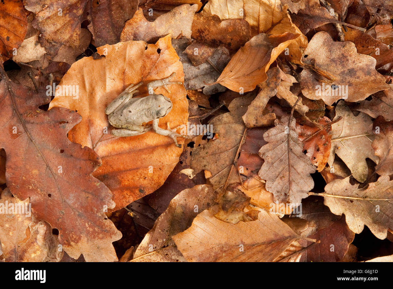 Rainette européenne, Allemagne / (Hyla arborea) Banque D'Images
