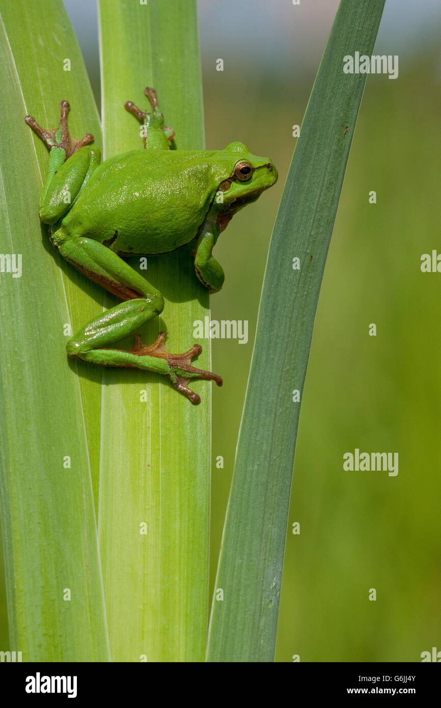 Rainette européenne, Allemagne / (Hyla arborea) Banque D'Images