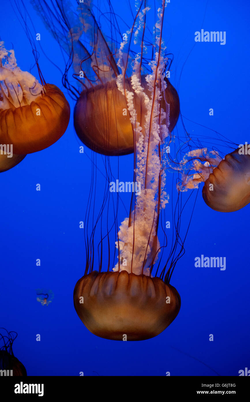 Pacific sea nettle jellyfish (Chrysaora fuscescens) Banque D'Images