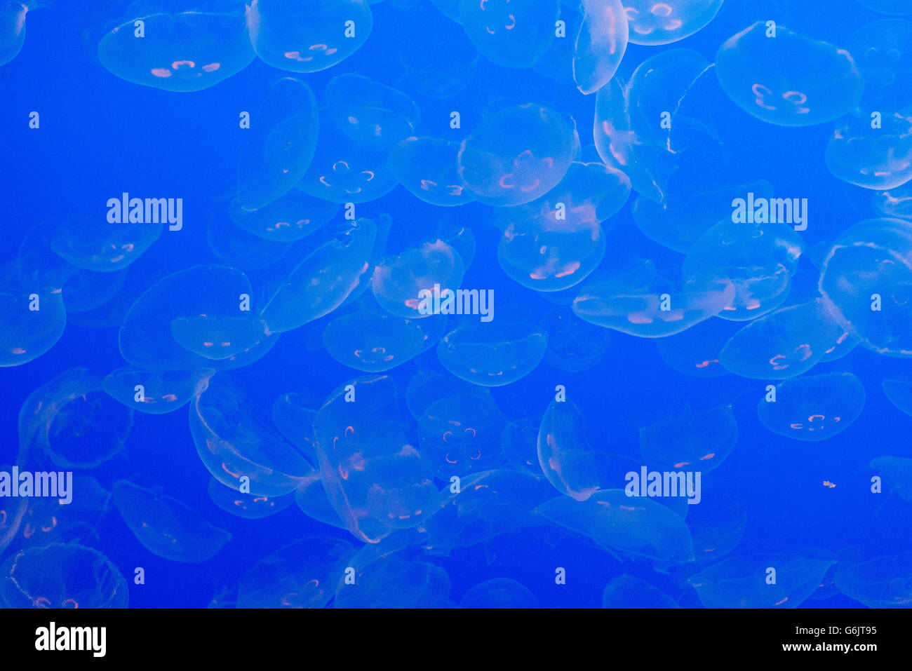 Les méduses contre fond bleu transparent Banque D'Images