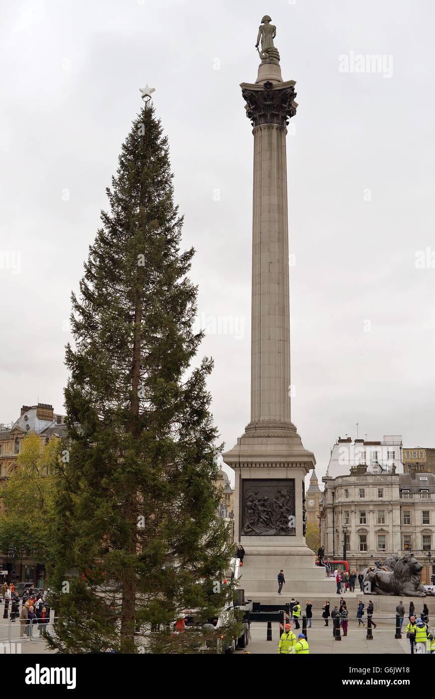 L'arbre de Noël offert chaque année par la ville d'Oslo, en Norvège, est érigé et préparé à être décoré dans des lumières, pour la période festive à Trafalgar Square, dans le centre de Londres. Banque D'Images