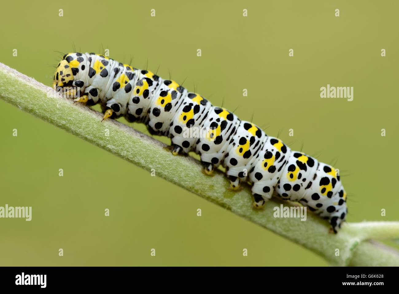 Caterpillar de Mullein moth sur une tige Banque D'Images