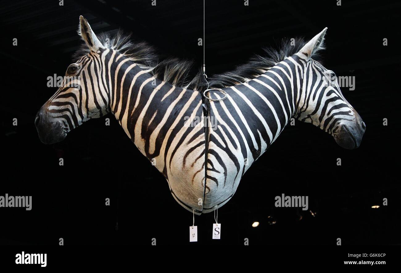 Deux Zebra sont à la tête des enchères à Summers place Auctions dans West Sussex dans le cadre de la vente Evolution, qui présentait un spécimen de 17 mètres de long d'un Diplodocus long à long cou vendu pour &Acirc;&Pound;400,000. Selon les experts, c'était la première vente au Royaume-Uni d'un squelette de dinosaure de grande taille. Banque D'Images