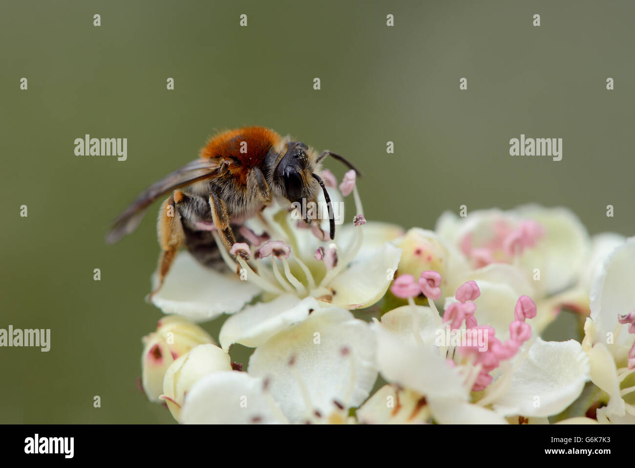 Abeille solitaire sur une fleur Banque D'Images