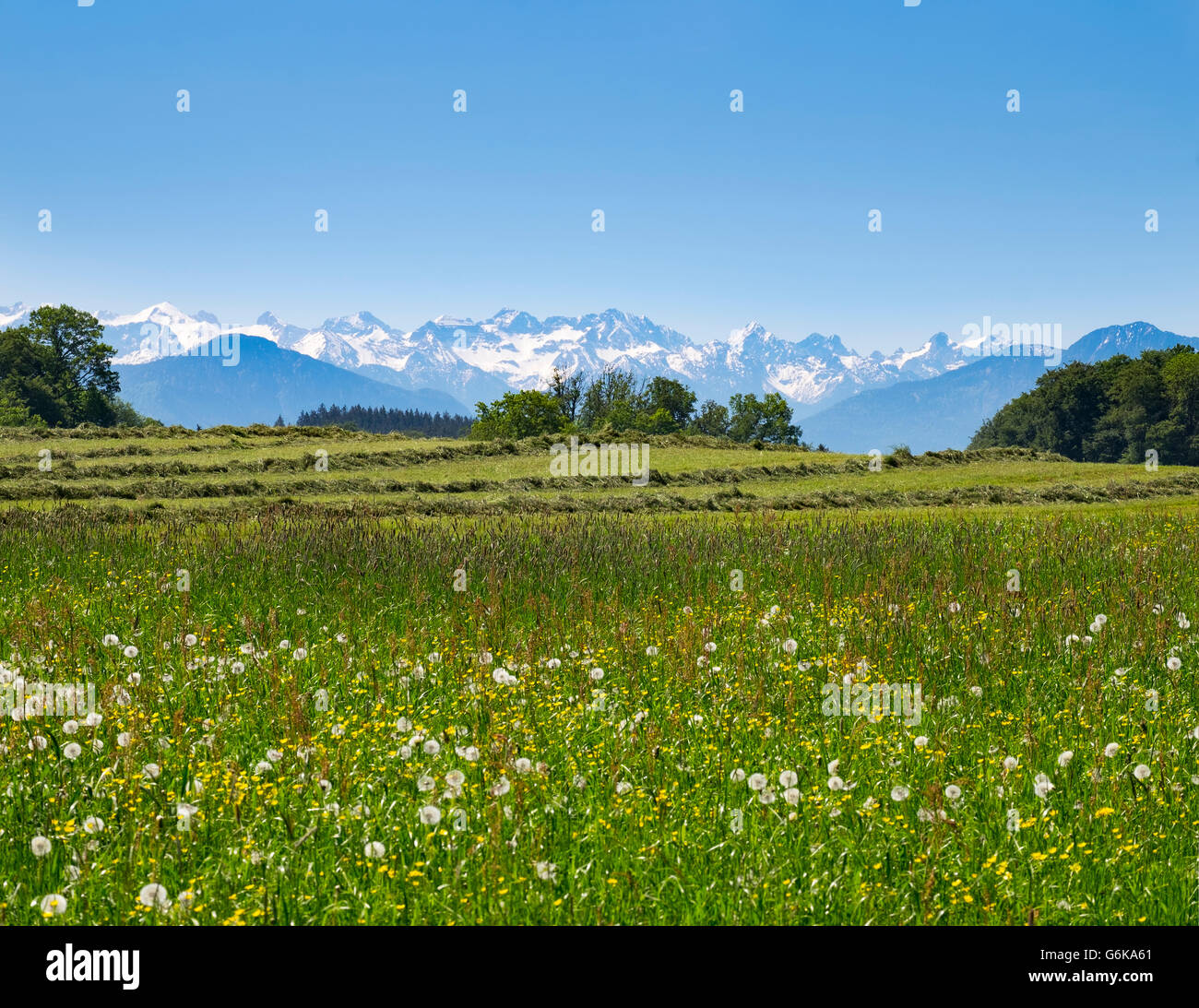 Allemagne, Berlin, Fuenfseenland, Préalpes, Karwendel, flower meadow Banque D'Images