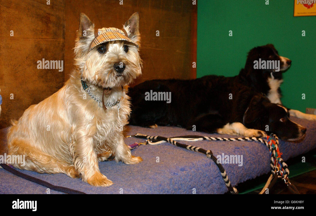 Barney, un Cairn Terrier et quelques Border Collies attendent d'être jugés au Pal Scrufts Family Crossbread de l'année 2003 à Earls court 2 à Londres. Banque D'Images