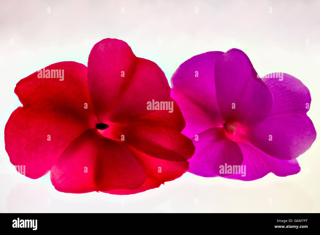 Rouge et violet fleur violette africaine soulignant la belle forme et  structure du carpelle de pétales de rétroéclairage Photo Stock - Alamy