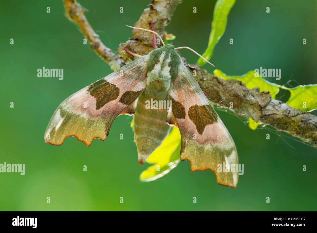 Hawk-moth Lime, Allemagne / (Mimas tiliae) Banque D'Images