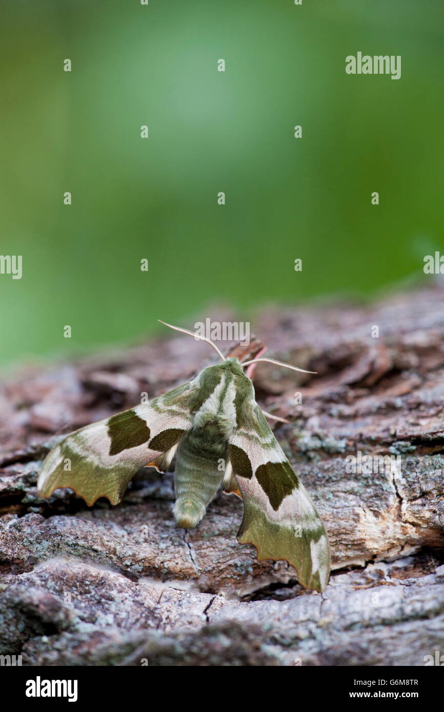 Hawk-moth Lime, Allemagne / (Mimas tiliae) Banque D'Images