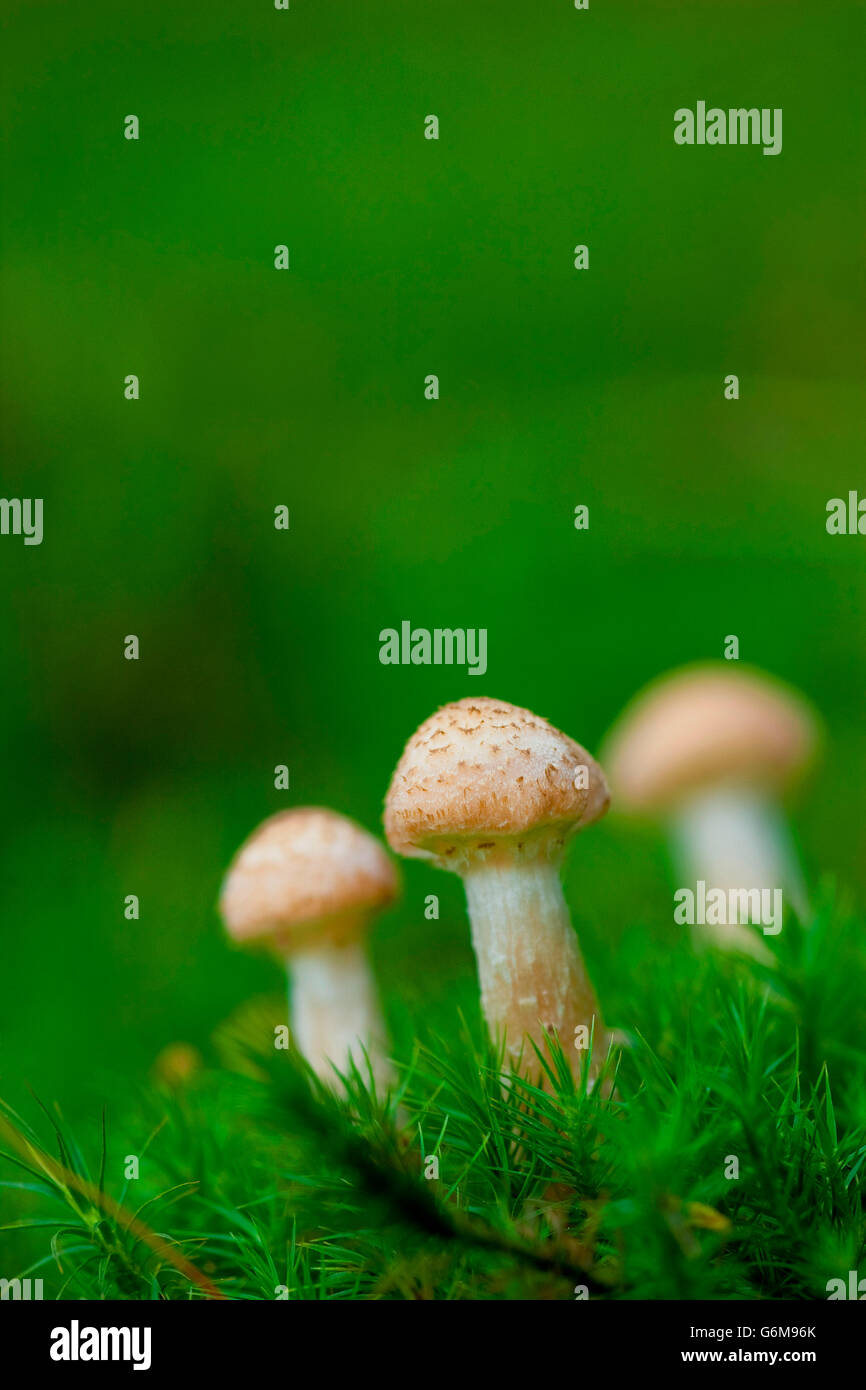 L'Armillaria ostoyae, Allemagne / solidipes (Armillaria) Banque D'Images