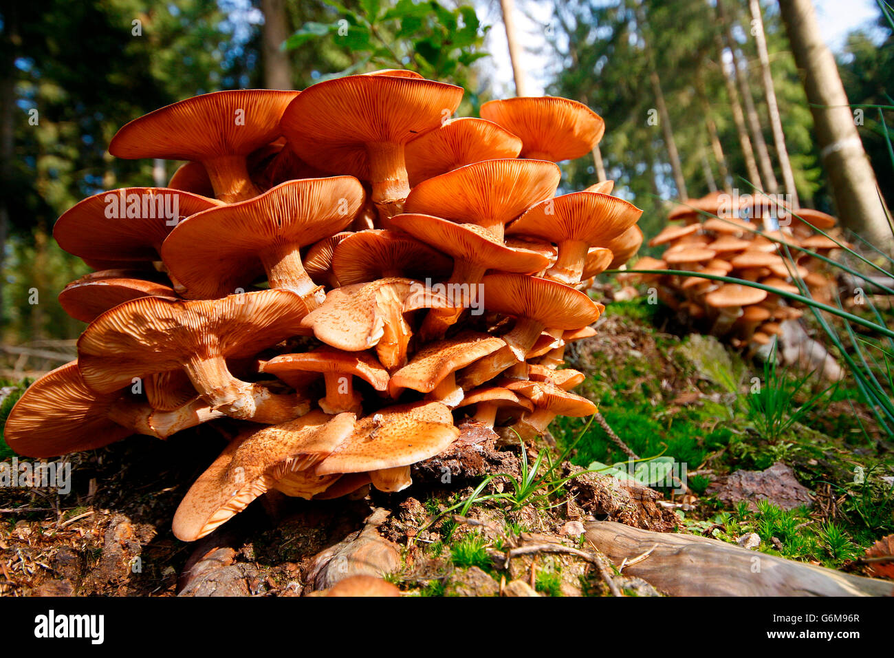 L'Armillaria ostoyae, Allemagne / solidipes (Armillaria) Banque D'Images